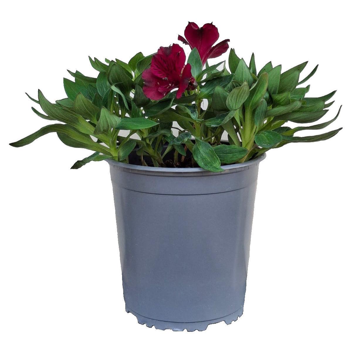 Alstroemeria 'Dark Purple' - Imagen 4