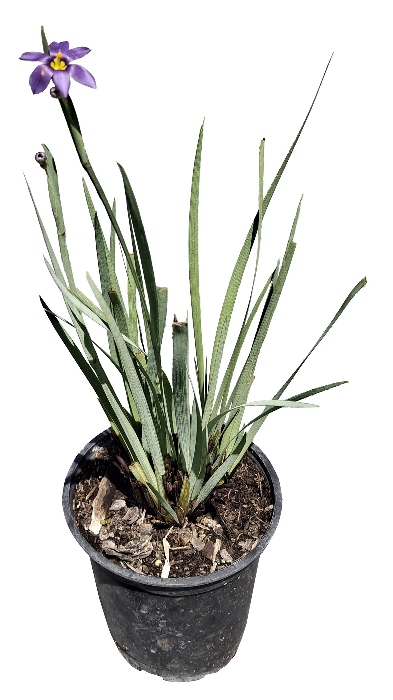 Sisyrinchium graminoides - Imagen 4