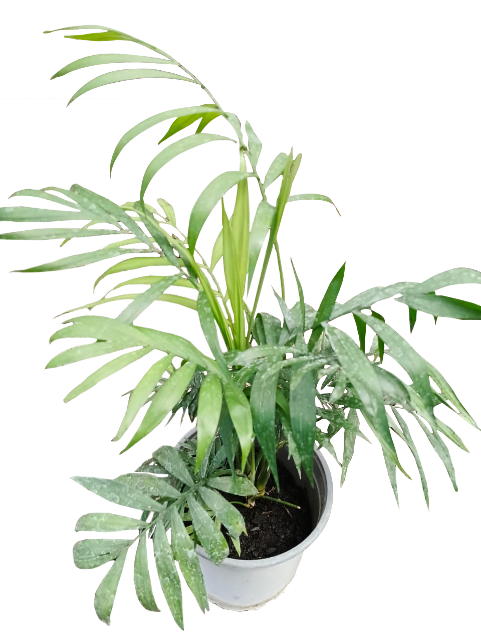 Chamaedorea elegans - Imagen 5