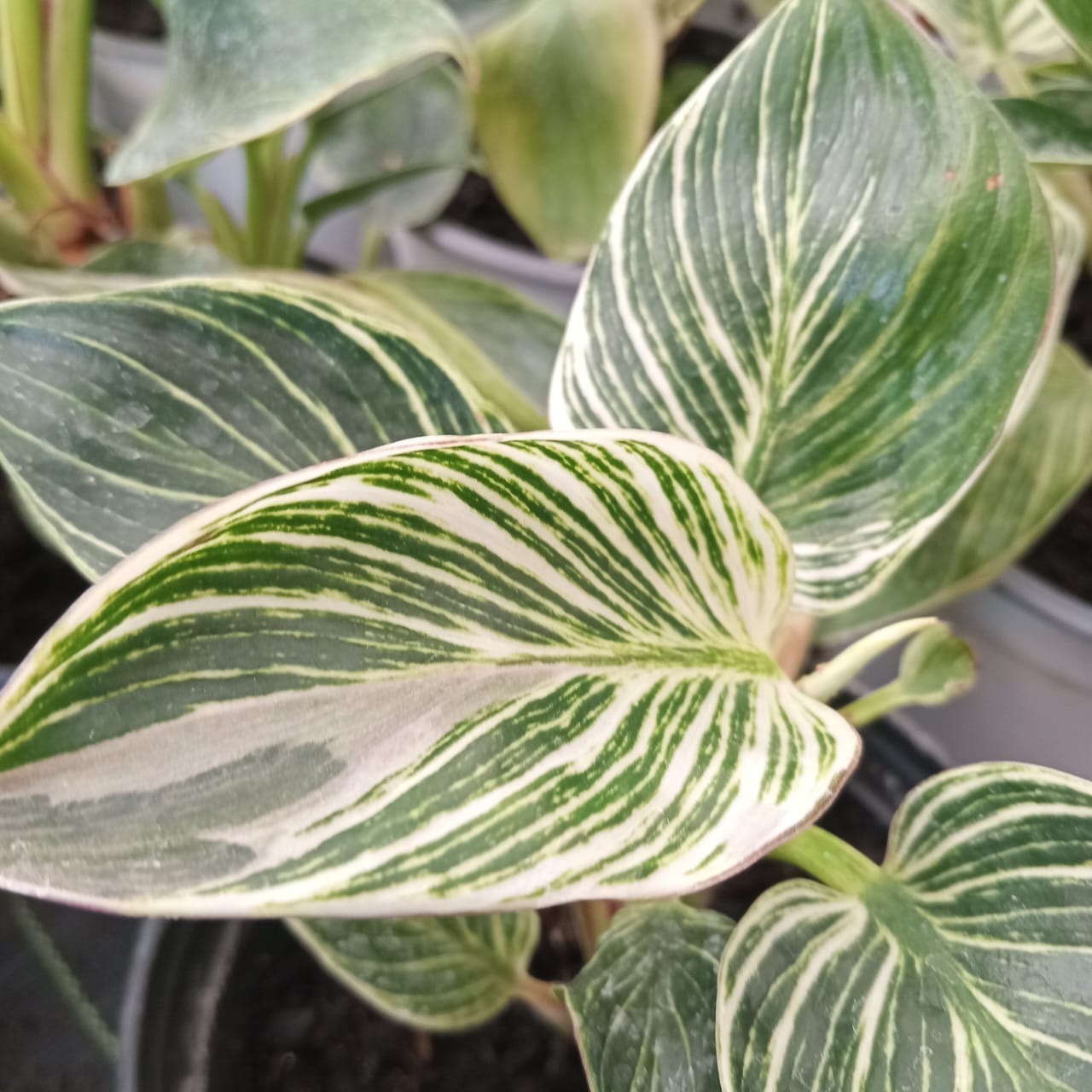 Philodendron 'Zebra' - Imagen 2