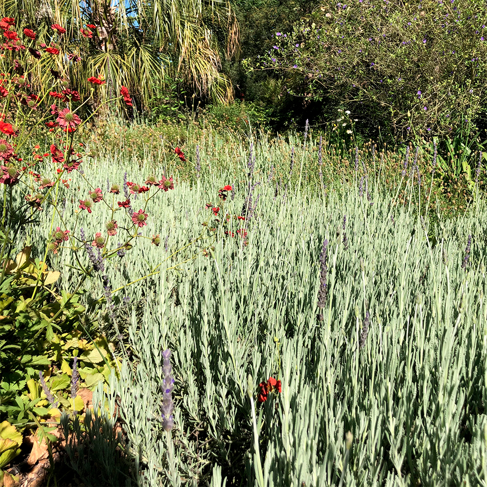 Lavandula 'Goodwin Creek' - Imagen 4