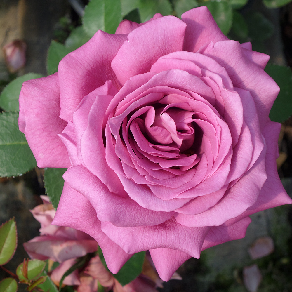 Rosa Lavander PERFUMELLA® Meibriacus