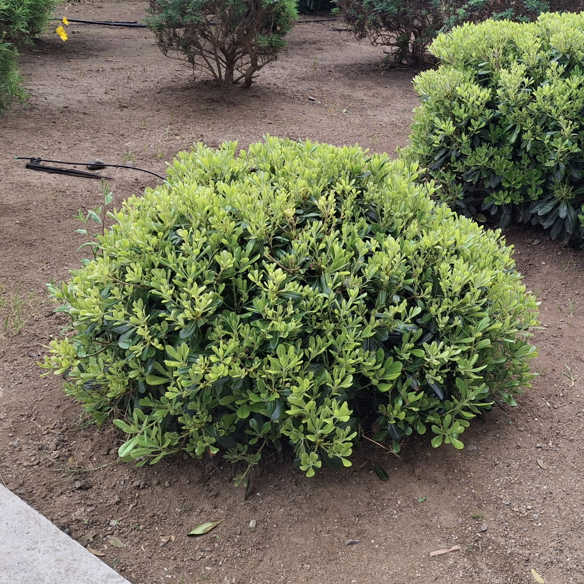 Pittosporum tobira 'Nana' - Imagen 6