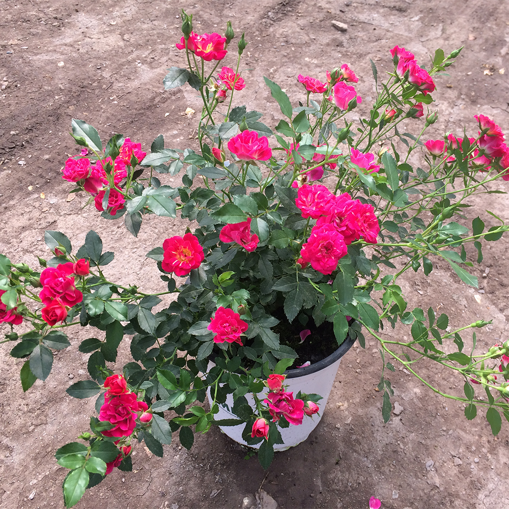 Rosa Red Drift® Meigalpio