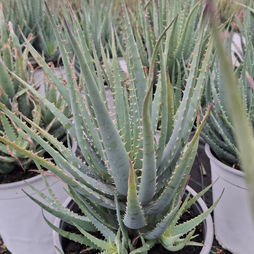 Aloe 'Blue Elf'