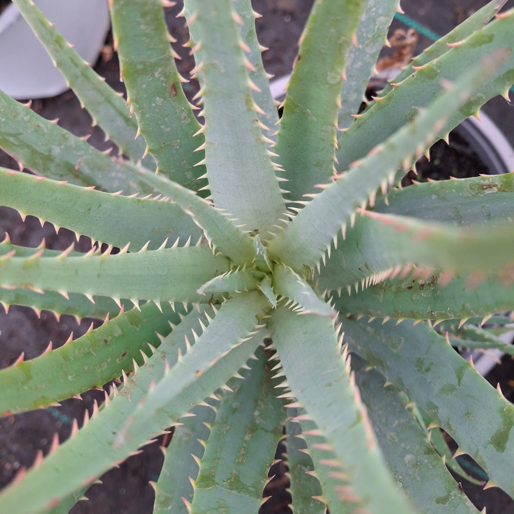 Aloe 'Blue Elf' - Imagen 2