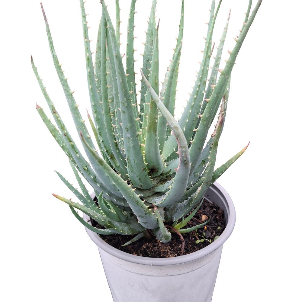 Aloe 'Blue Elf' - Imagen 6