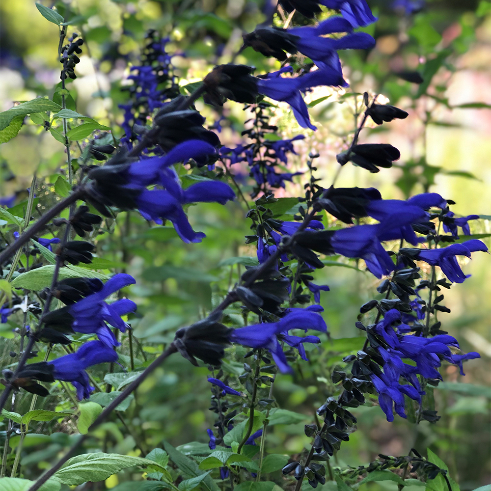 Salvia 'Black & Blue' - Imagen 5
