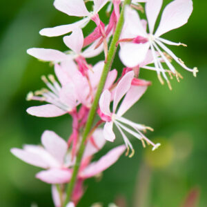 Gaura lindheimeri 'Blanca'