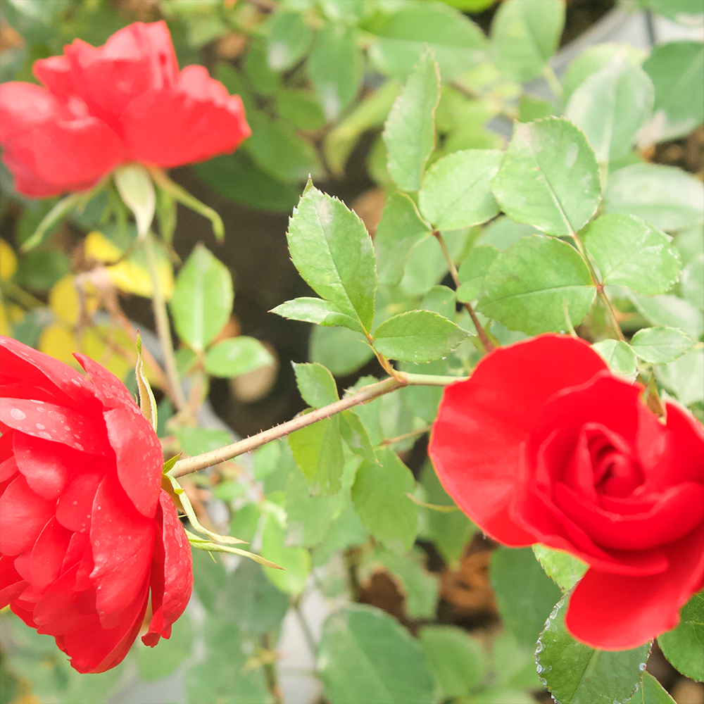 Rosa La Sevillana® Meigekanu - Imagen 3