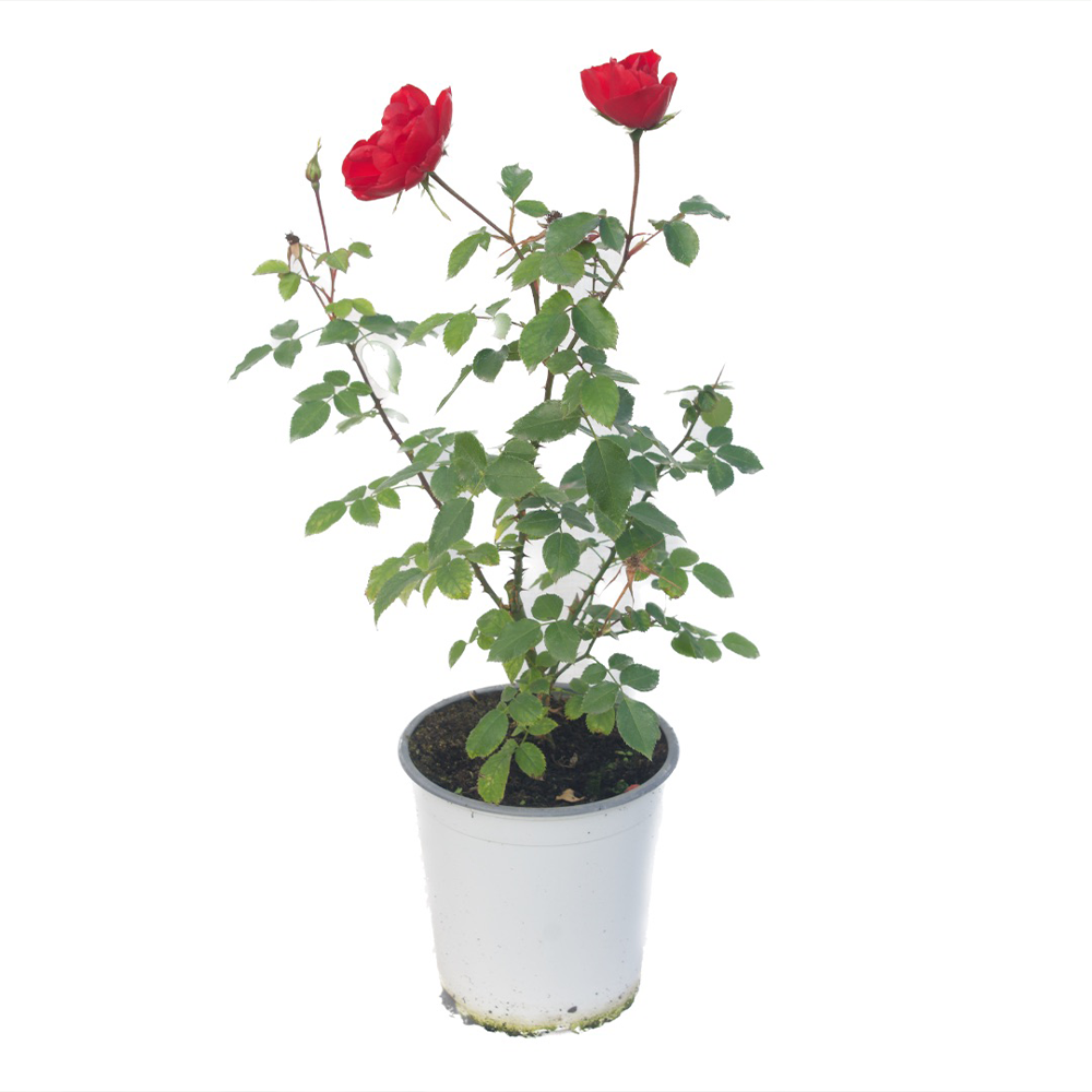 Rosa La Sevillana® Meigekanu - Imagen 4