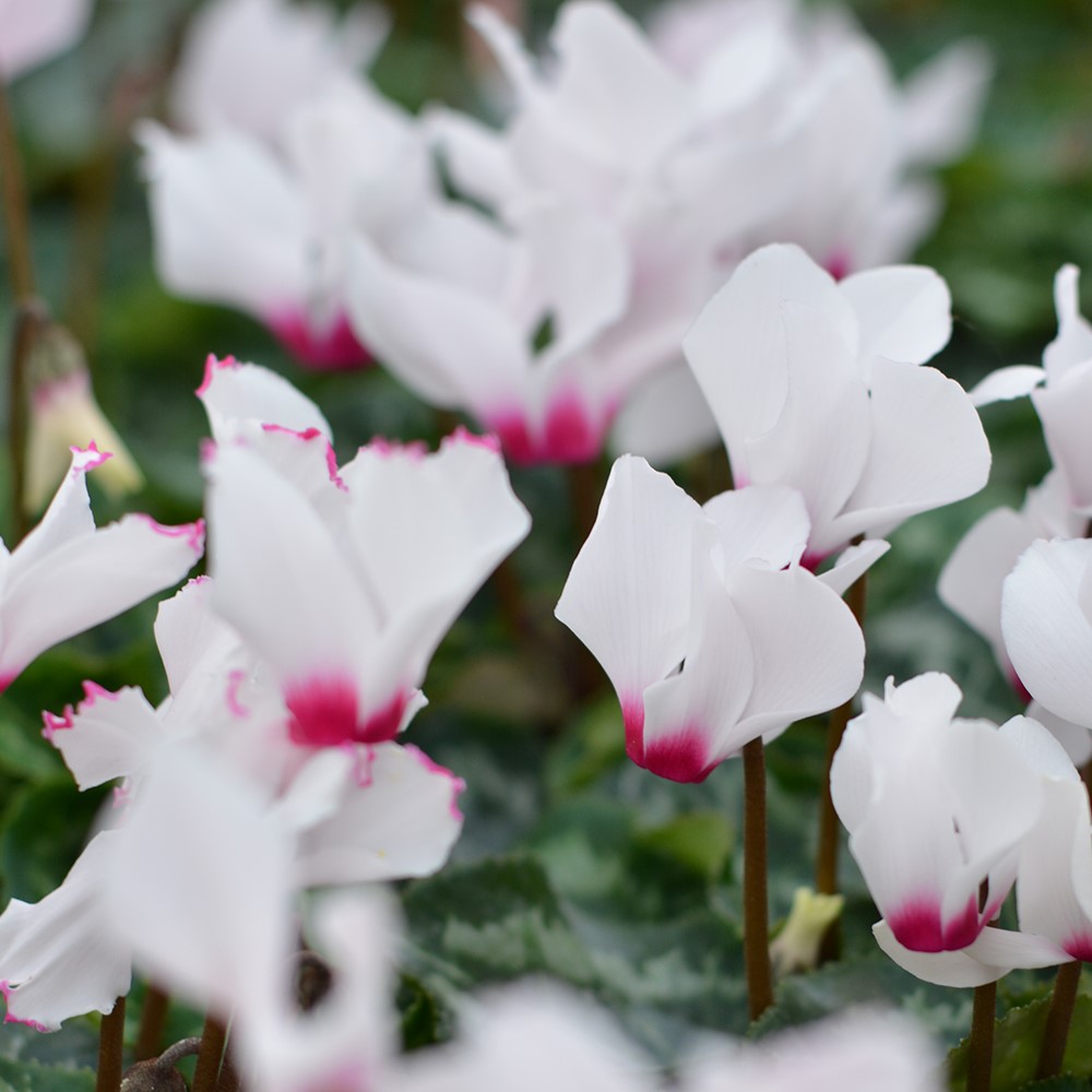Cyclamen "Mini Friend" - Imagen 4