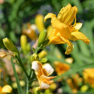 Hemerocallis 'Bakabana'