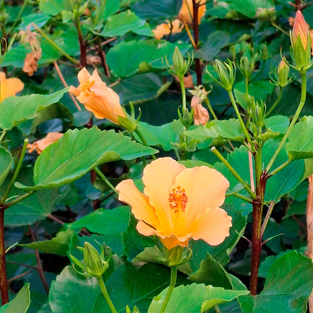 Hibisco 'Amarillo Simple Corazón Rojo' - Imagen 6