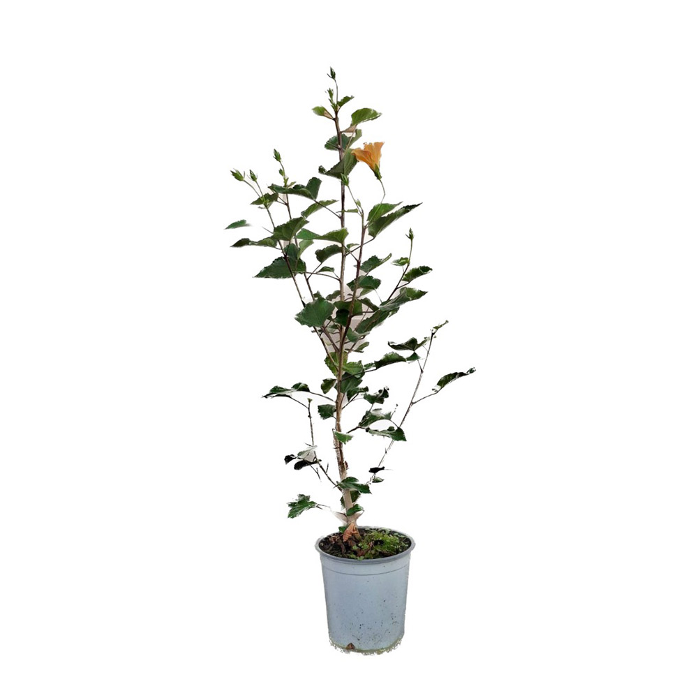 Hibisco 'Amarillo Simple Corazón Rojo' - Imagen 5