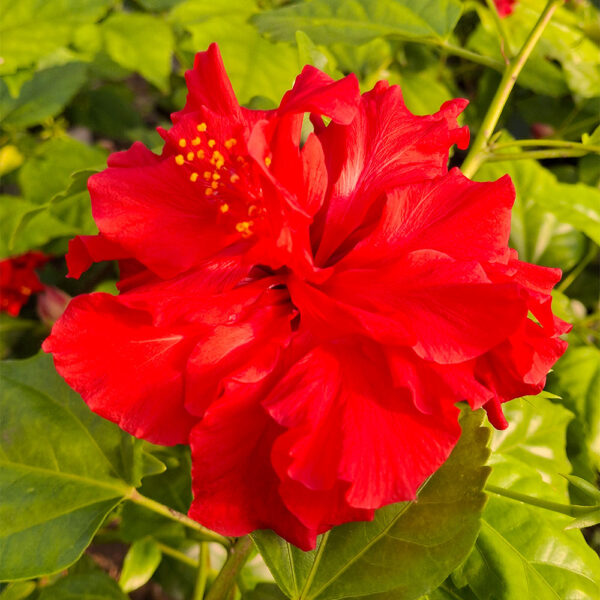 Hibisco Rojo Doble VCH 17