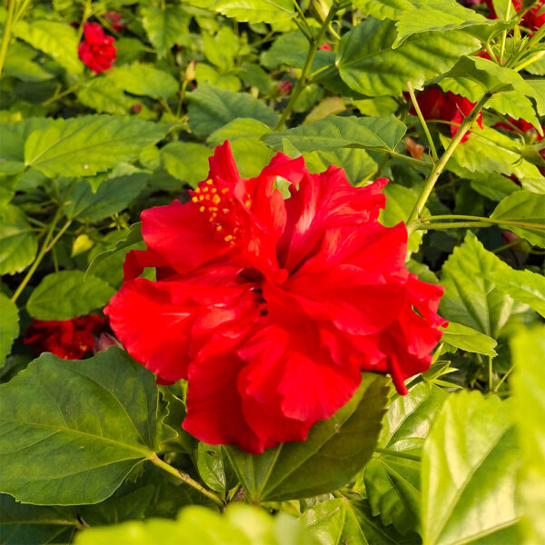 Hibisco Rojo Doble VCH 17 - Imagen 2