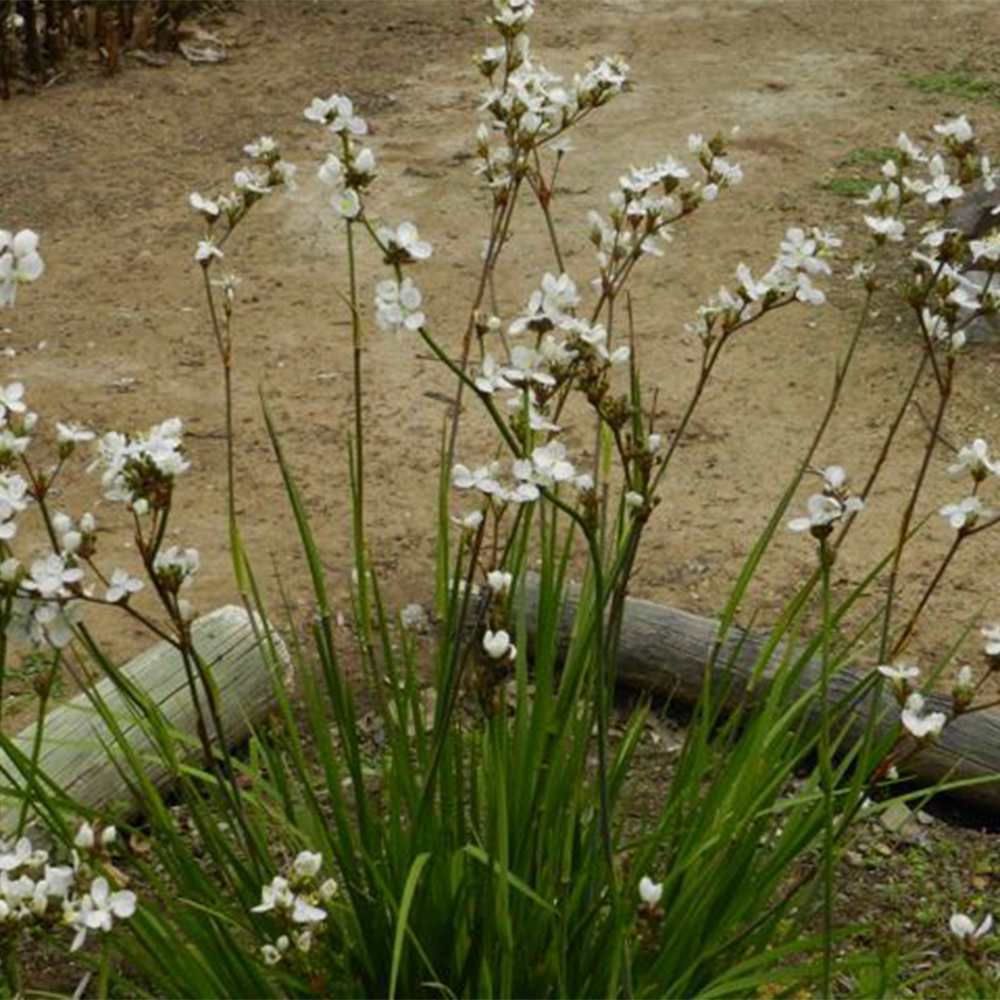 Libertia chilensis