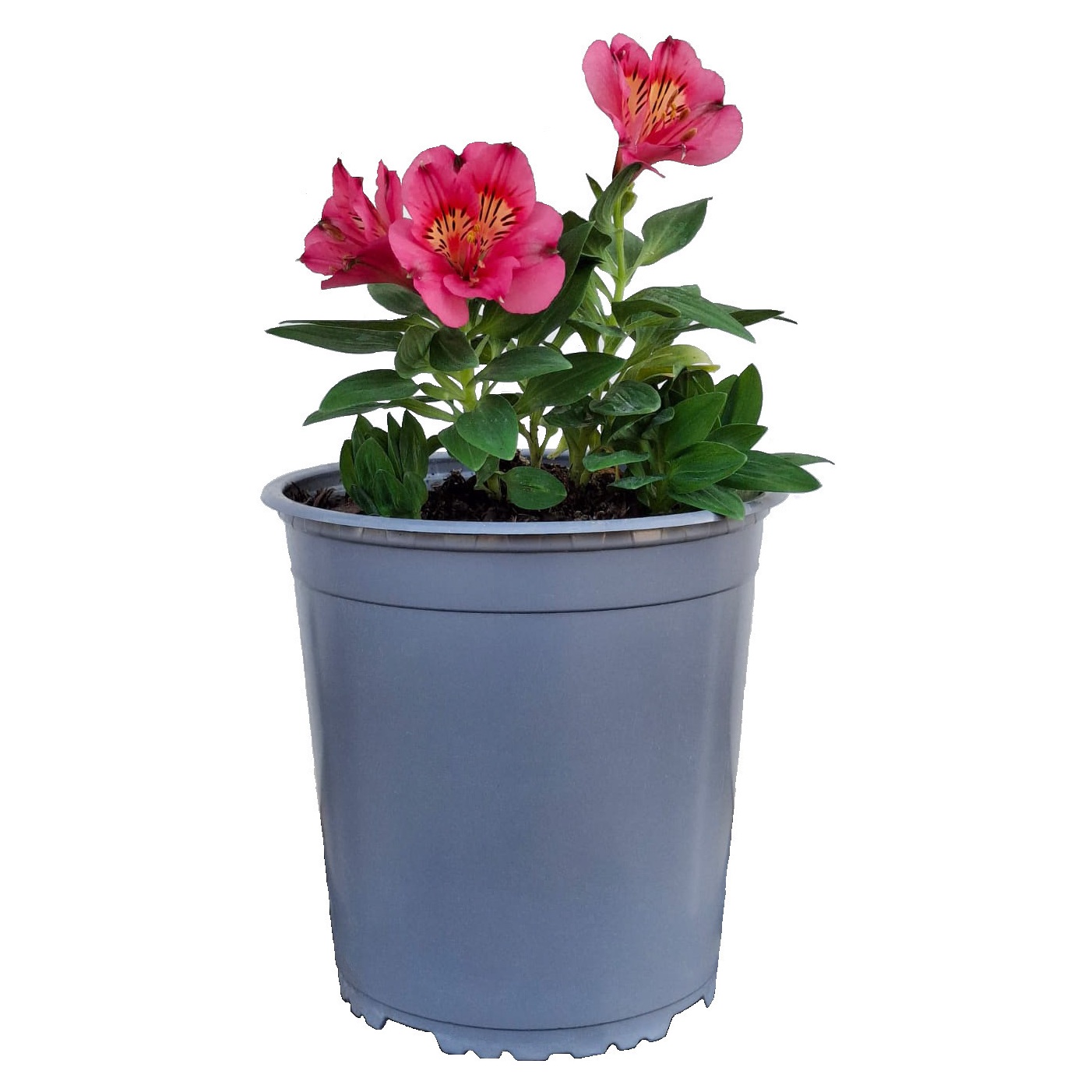 Alstroemeria 'Malaga' - Imagen 2