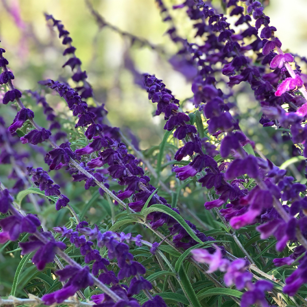 Salvia leucantha 'Midnight' - Imagen 5