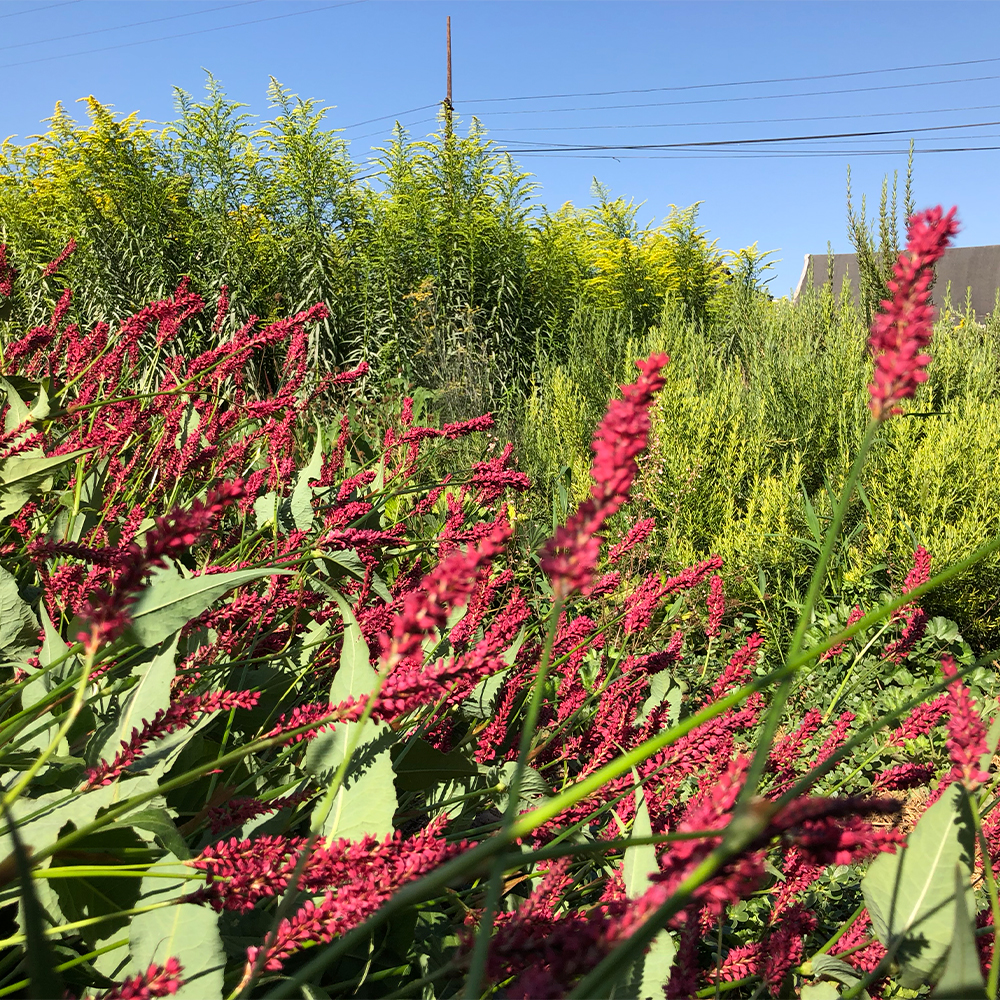 Persicaria amplexicaulis - Imagen 5
