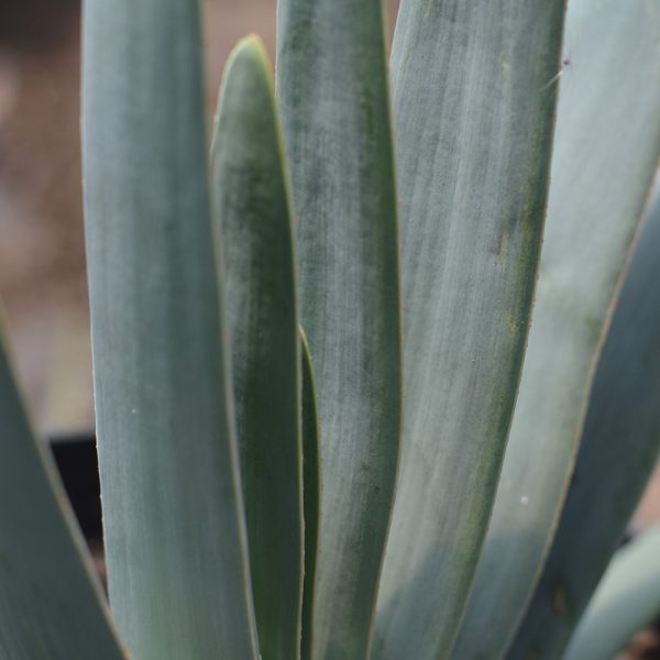 Aloe Plicatilis VCH 19 - Imagen 3
