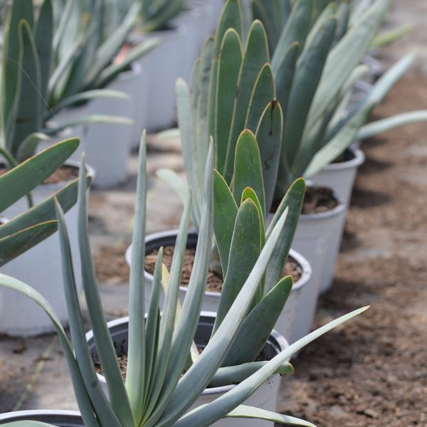 Aloe Plicatilis VCH 19 - Imagen 4