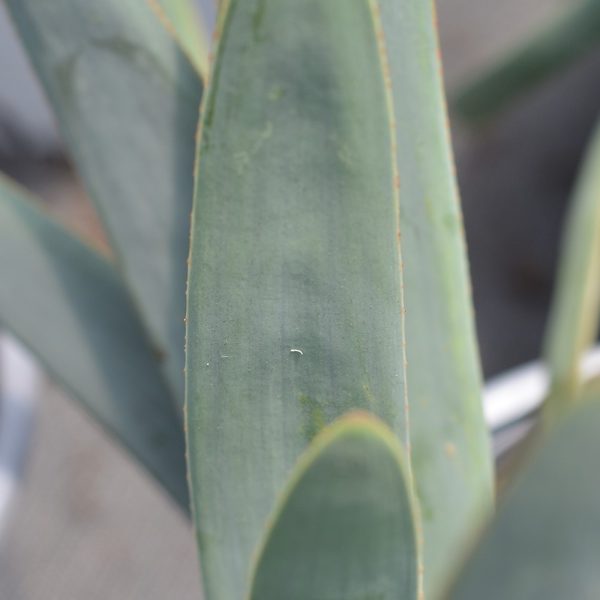 Aloe Plicatilis VCH 19