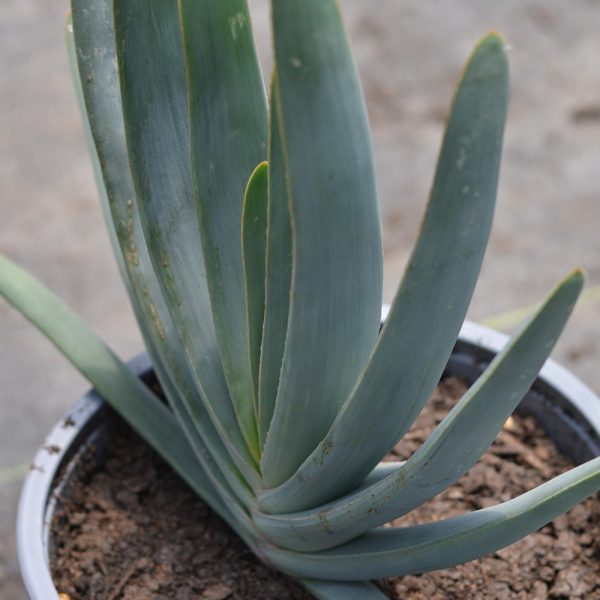Aloe Plicatilis VCH 19 - Imagen 2
