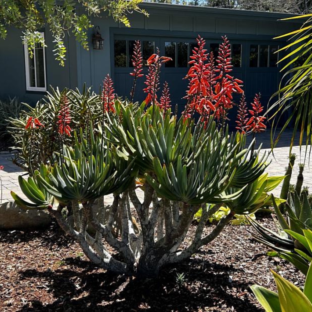 Kumara plicatilis (Aloe plicatilis) - Imagen 5