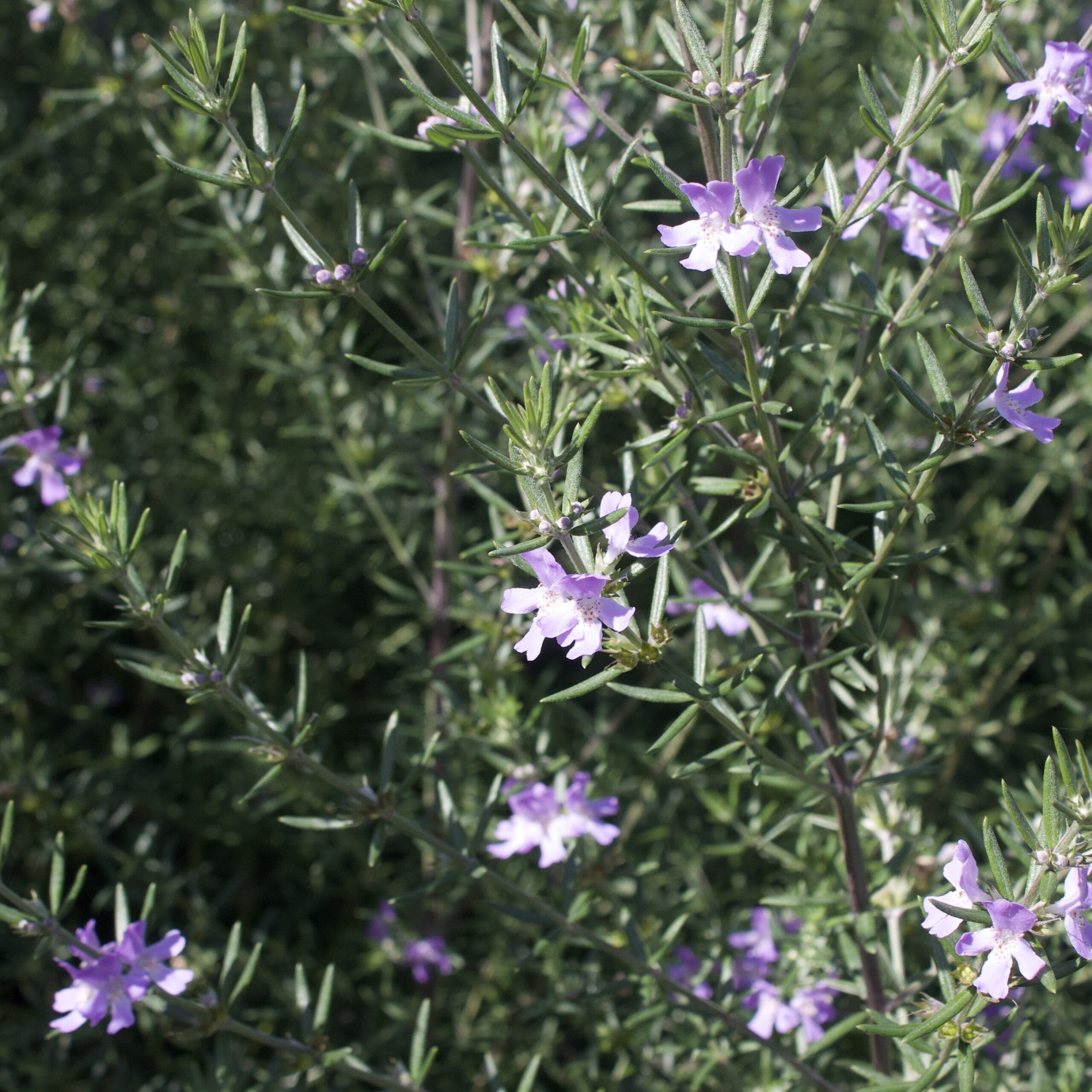 Westringia fruticosa - Imagen 3