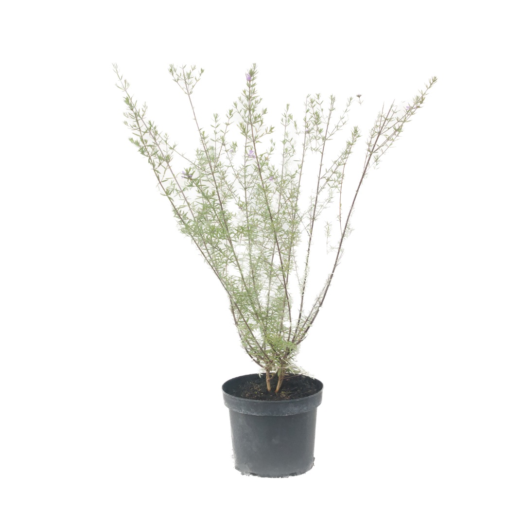 Westringia fruticosa - Imagen 4