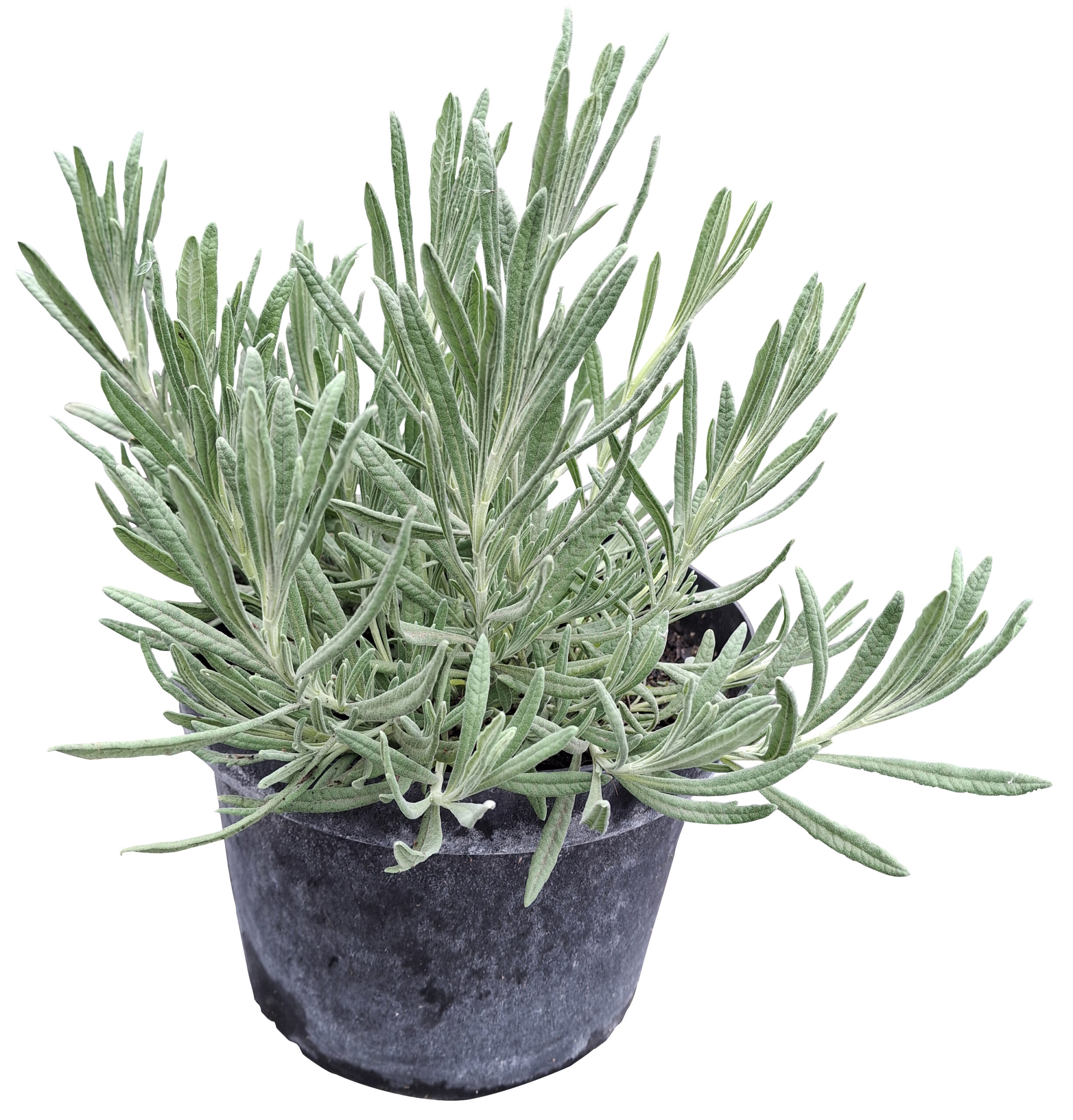 Lavandula angustifolia (Lavanda inglesa) - Imagen 5