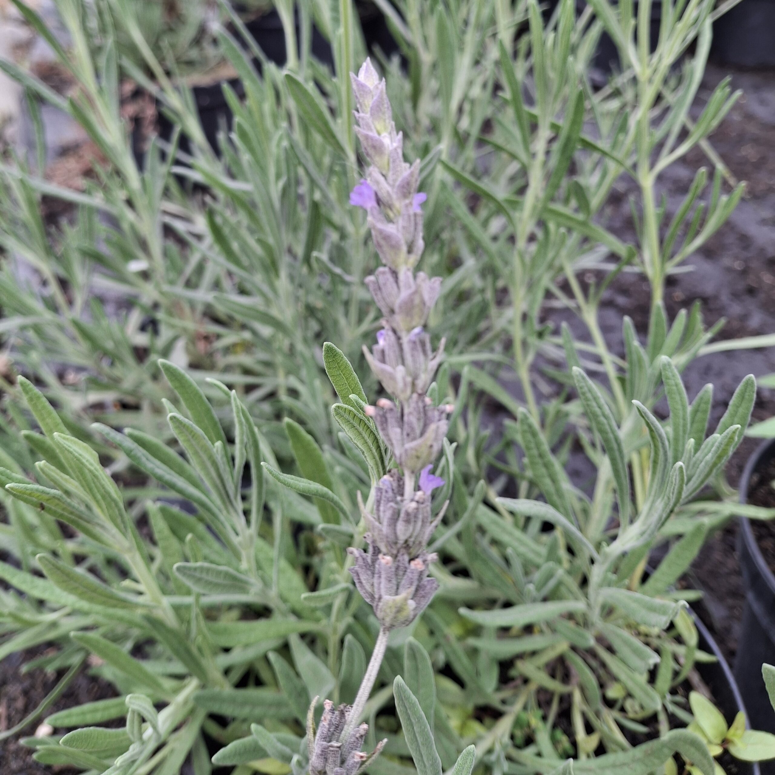Lavandula angustifolia (Lavanda inglesa)