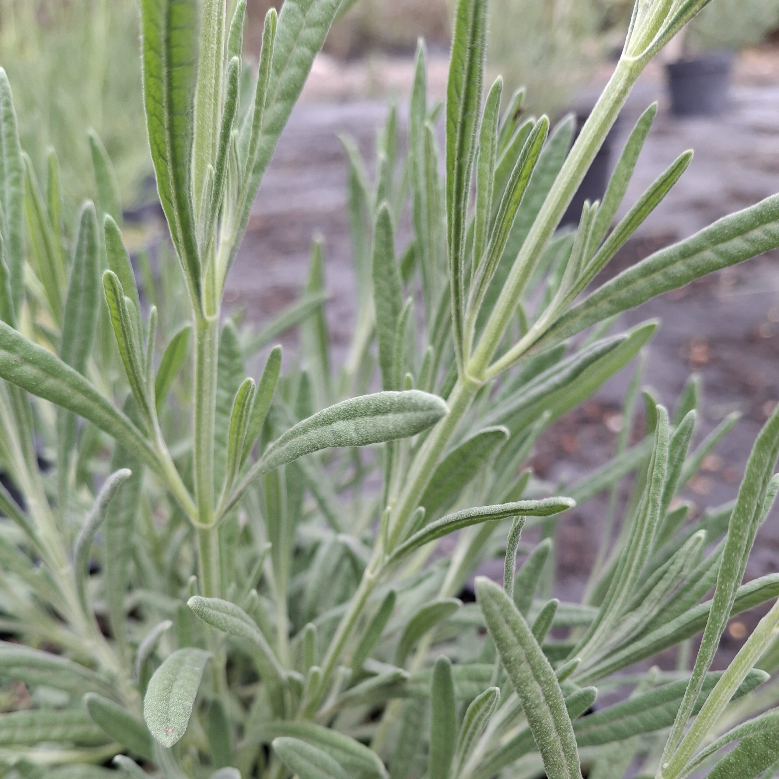 Lavandula angustifolia (Lavanda inglesa) - Imagen 3