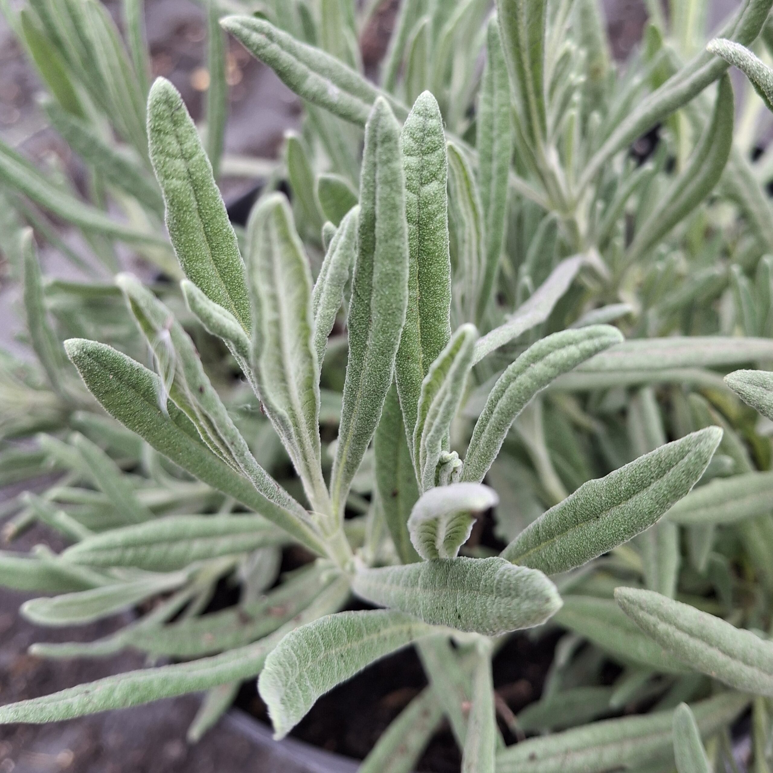 Lavandula angustifolia (Lavanda inglesa) - Imagen 2