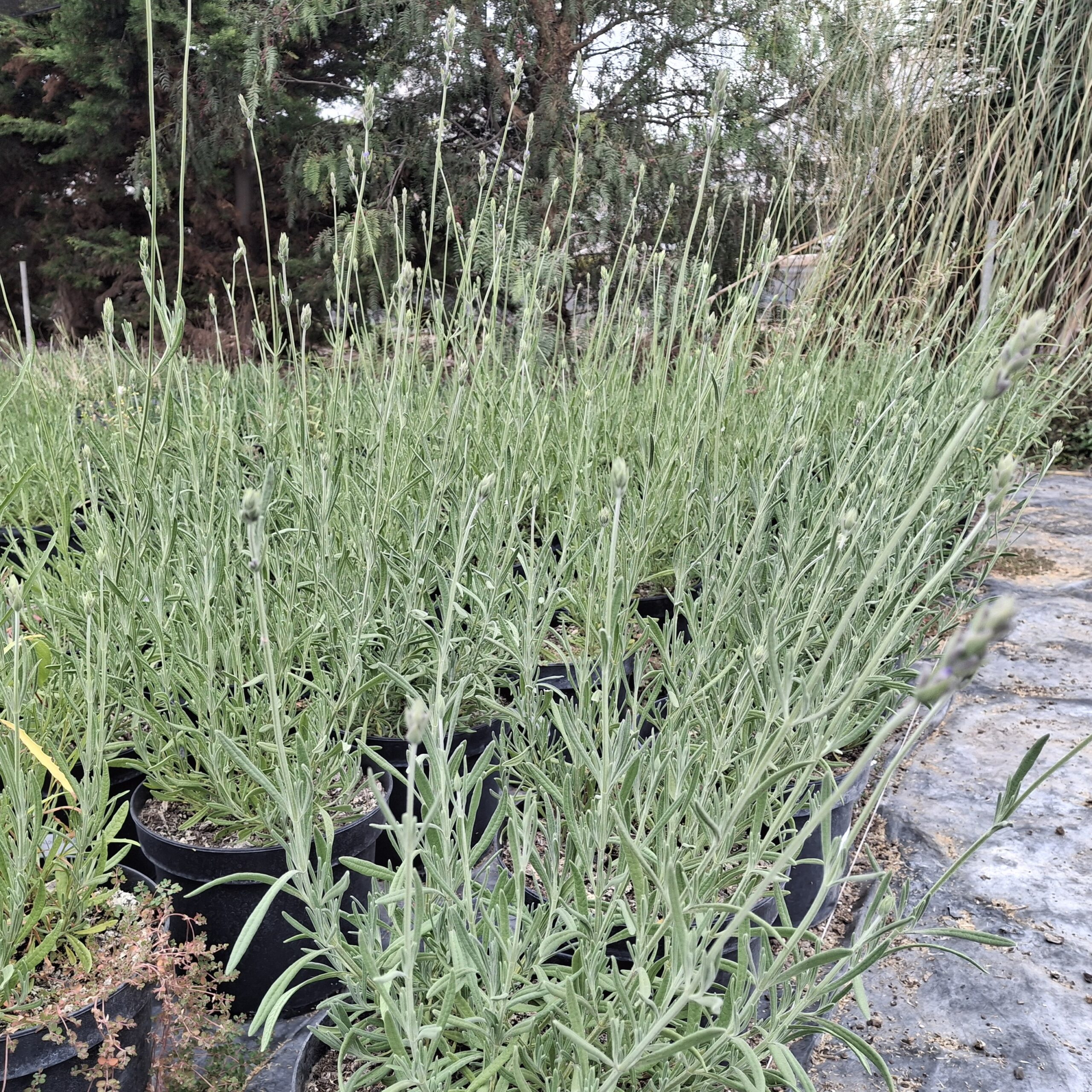 Lavandula angustifolia (Lavanda inglesa) - Imagen 4