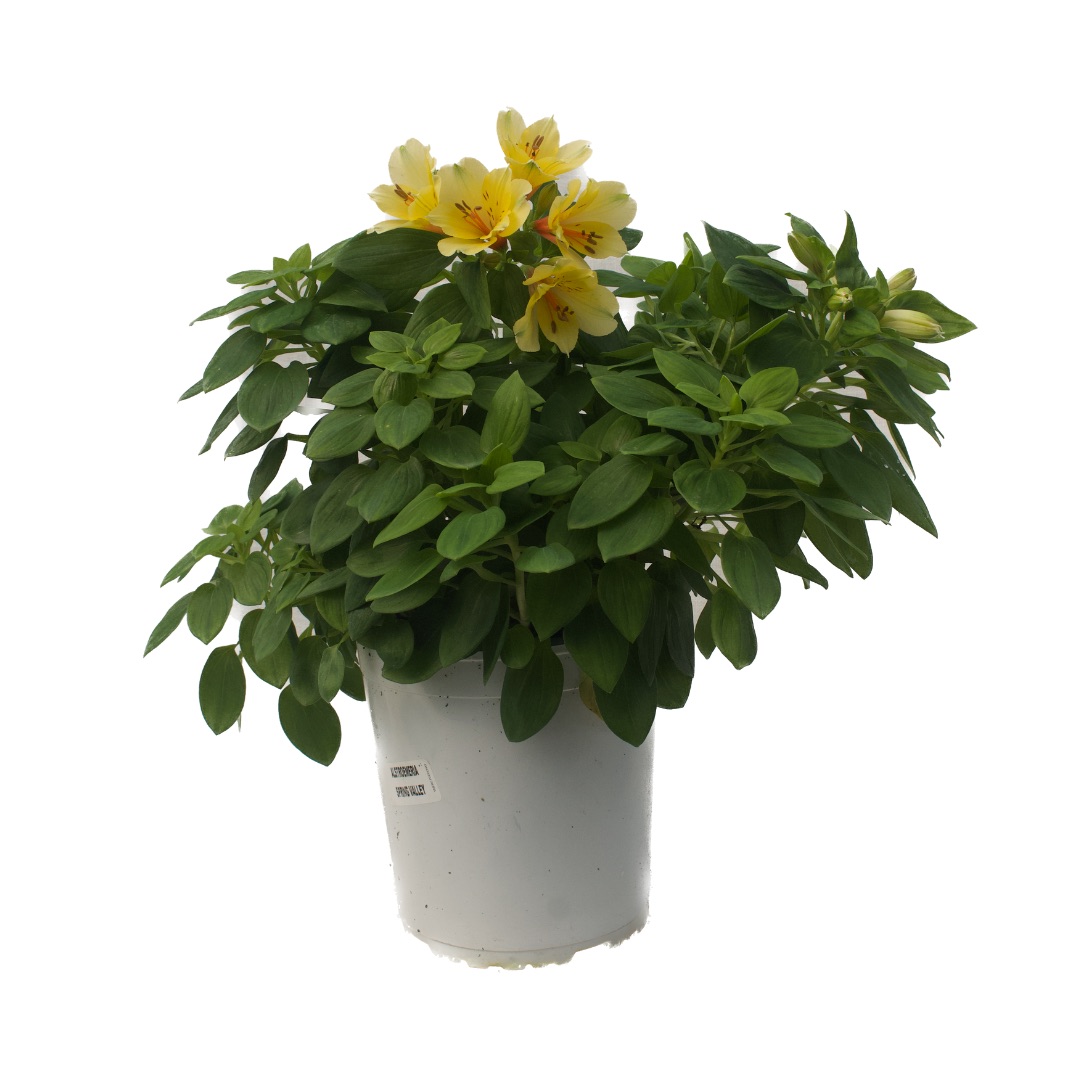 Alstroemeria 'Spring Valley' - Imagen 4