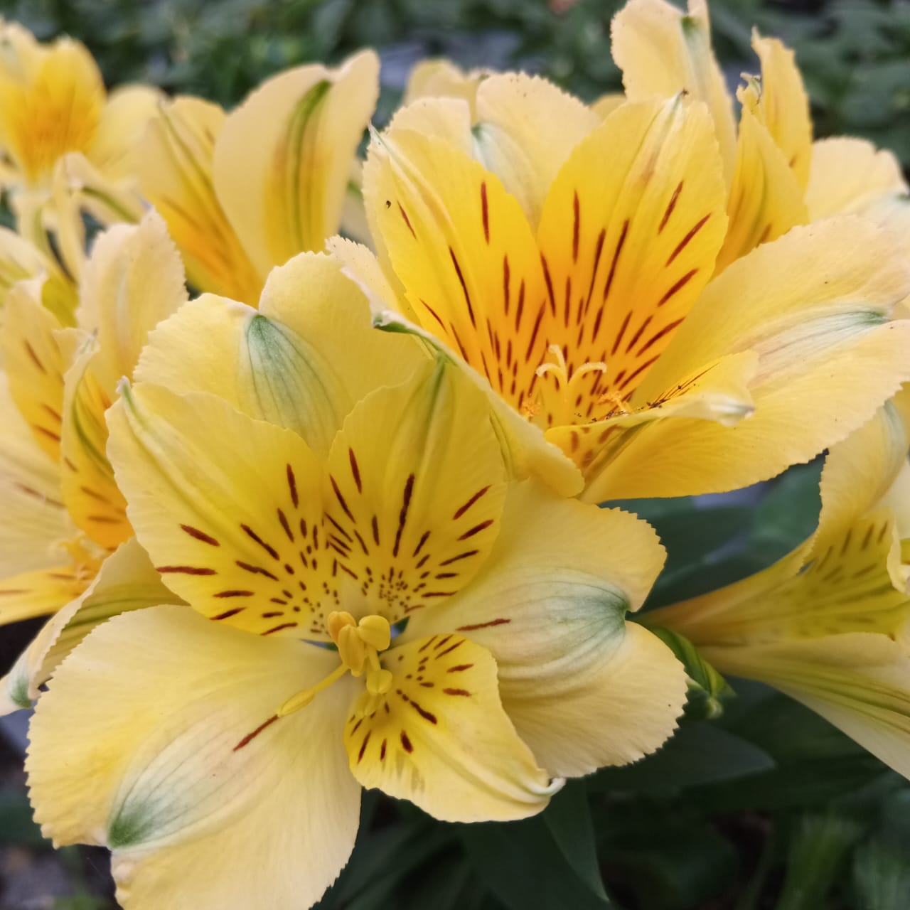 Alstroemeria 'Havana'