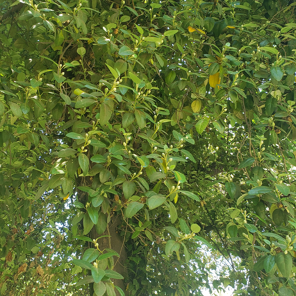 Lagunaria patersonii