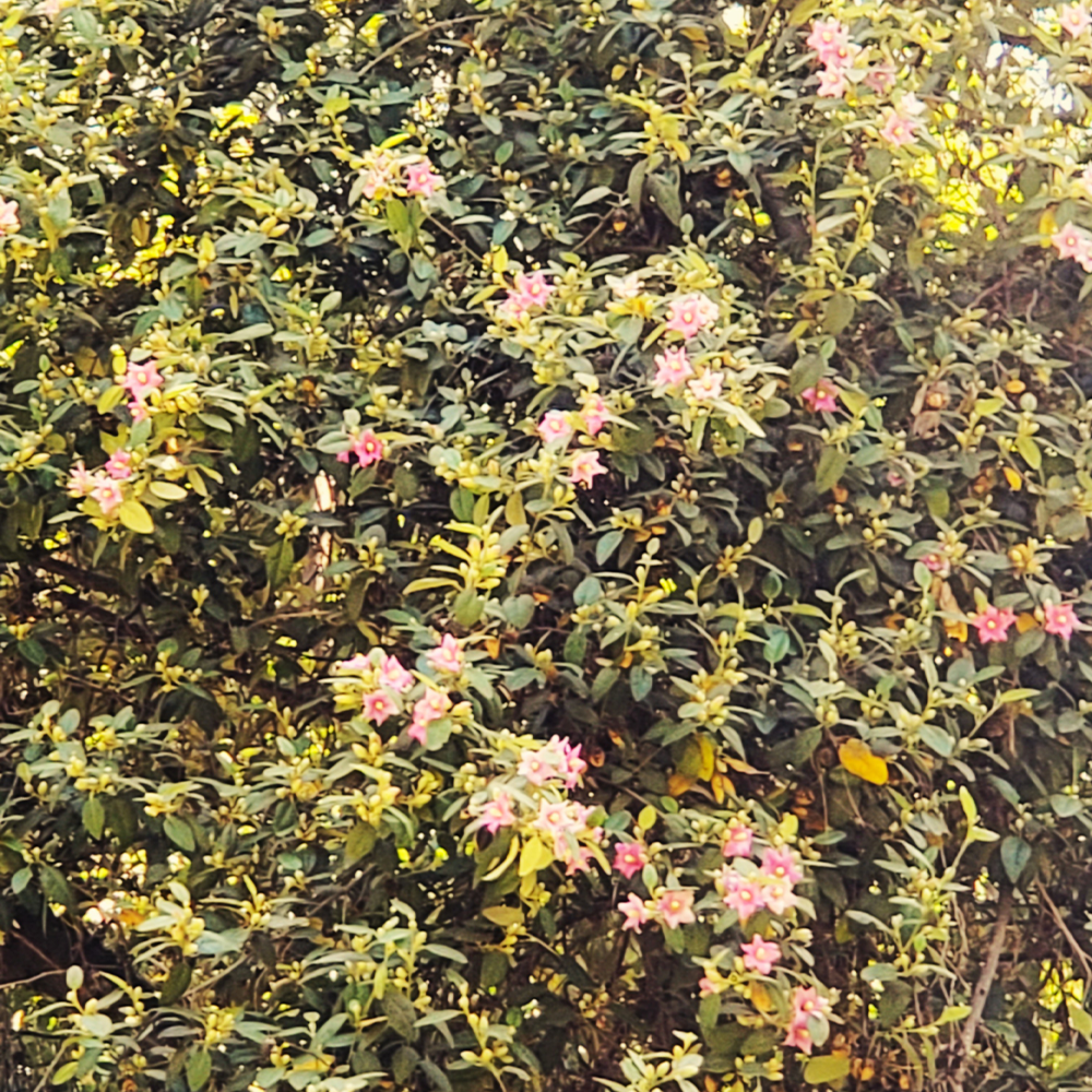 Lagunaria patersonii - Imagen 2