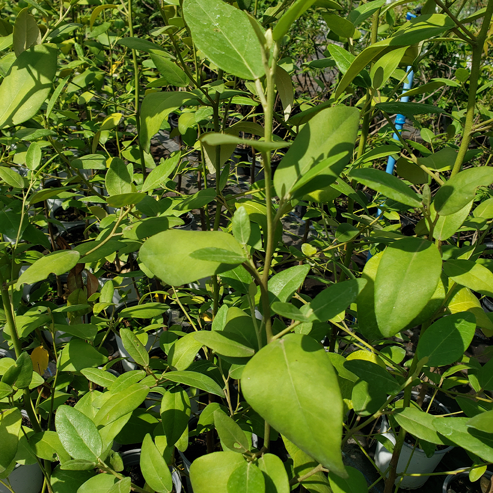 Lagunaria patersonii - Imagen 3