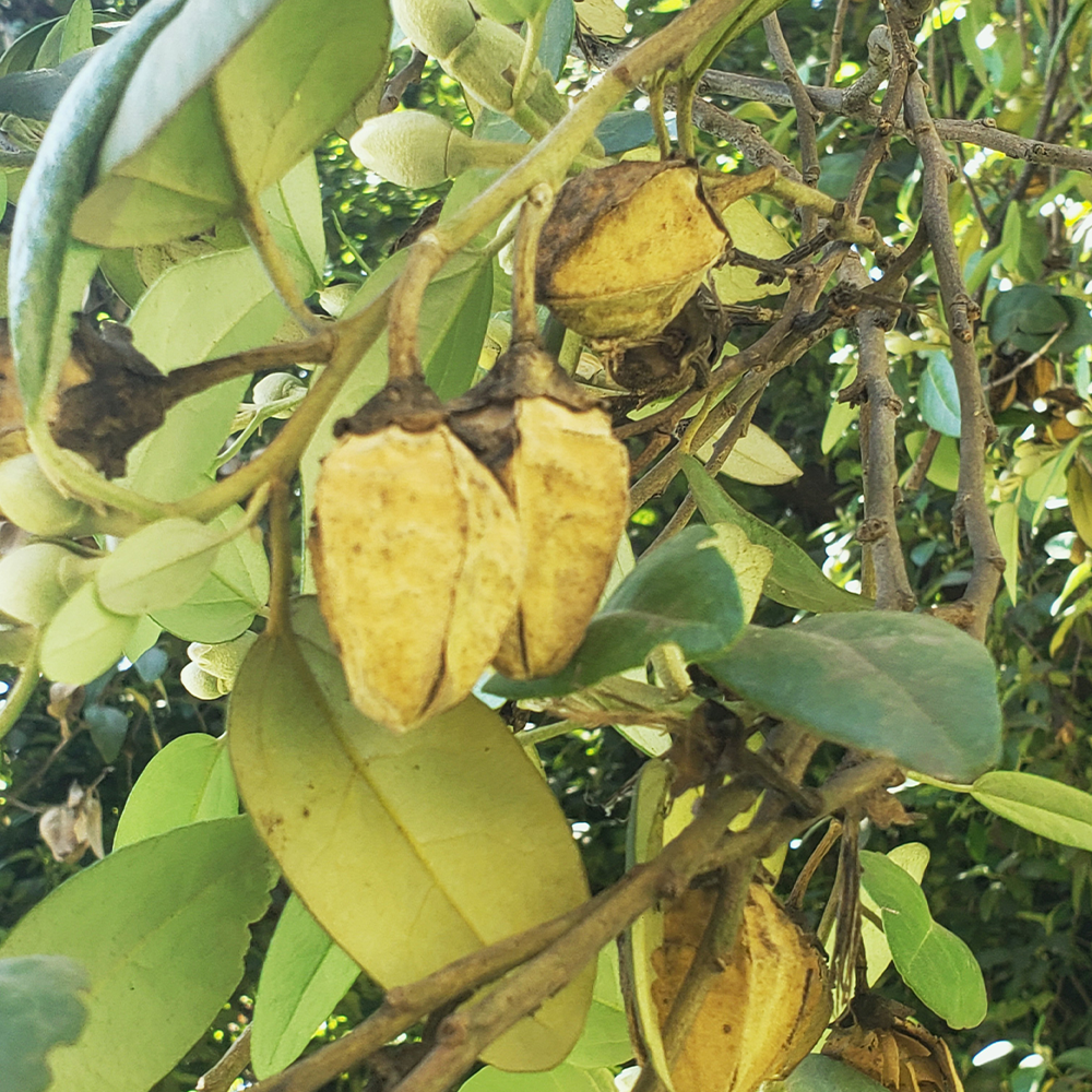 Lagunaria patersonii - Imagen 4