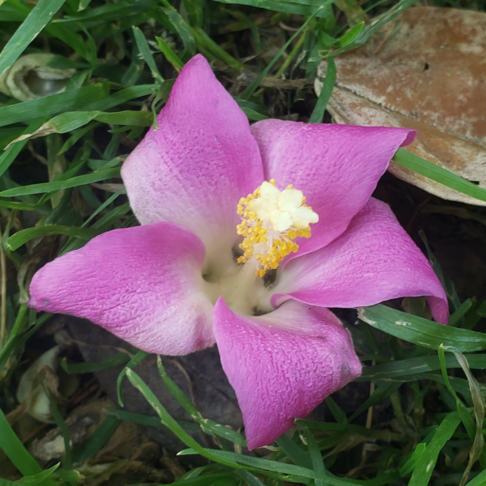 Lagunaria patersonii - Imagen 5