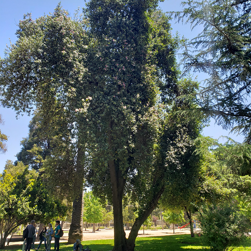 Lagunaria patersonii - Imagen 6