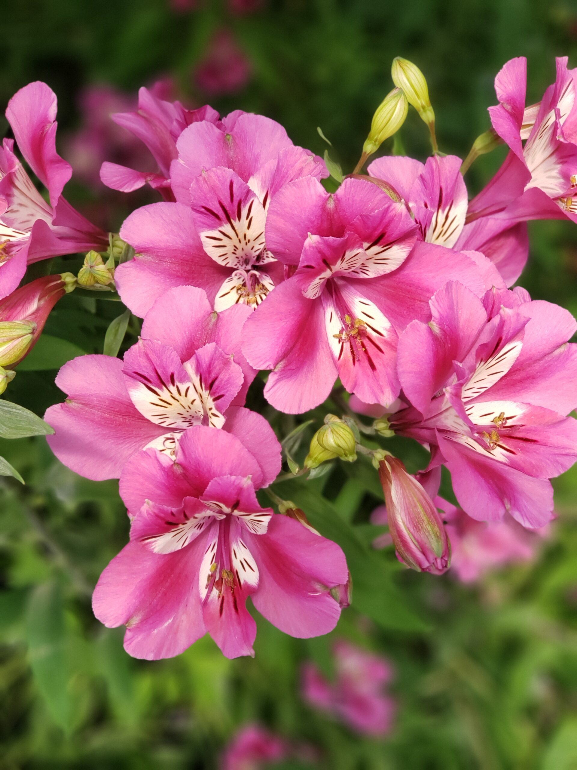 Alstroemeria 'Summer Chic' - Imagen 3