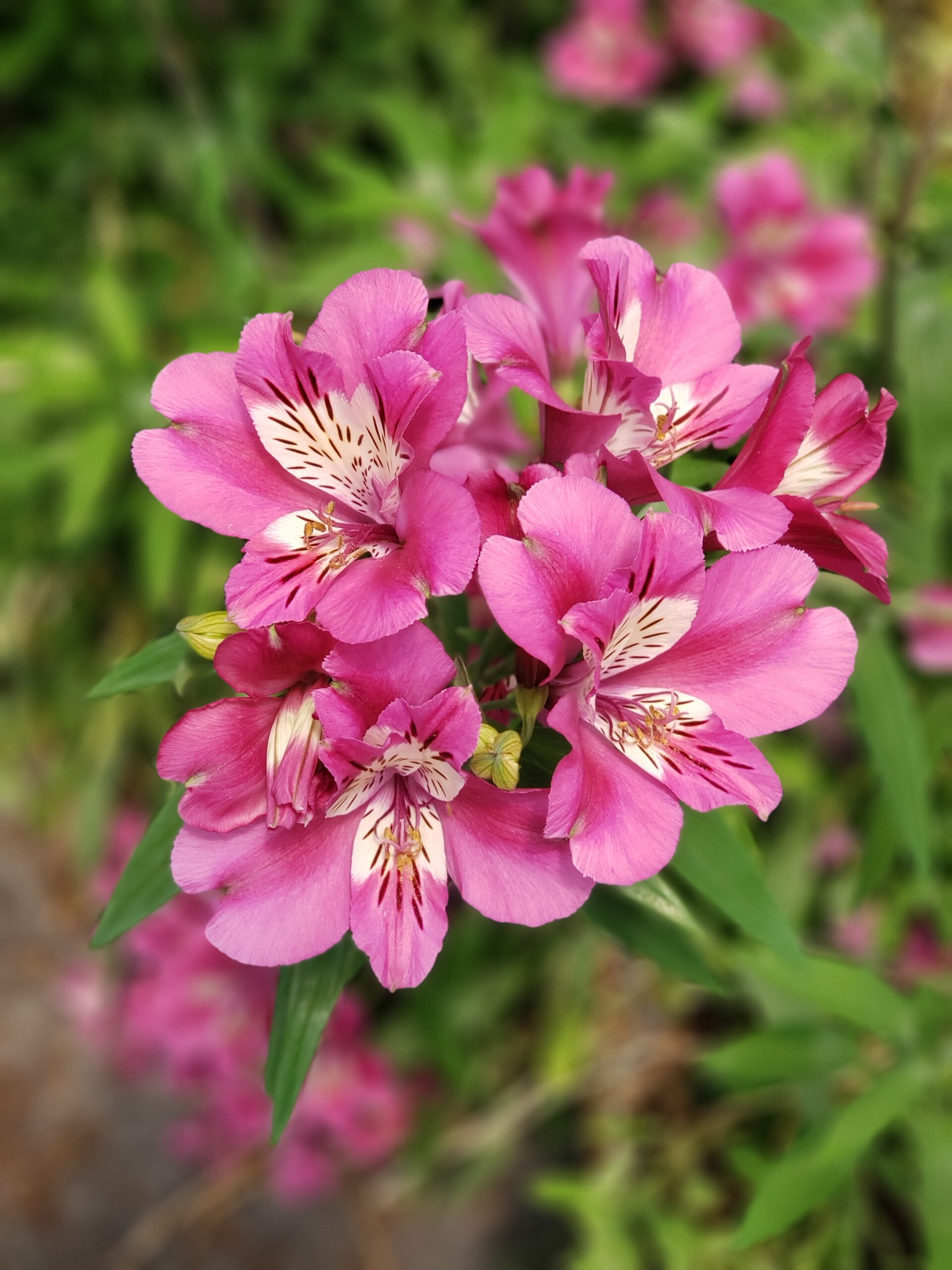 Alstroemeria 'Summer Chic' - Imagen 2
