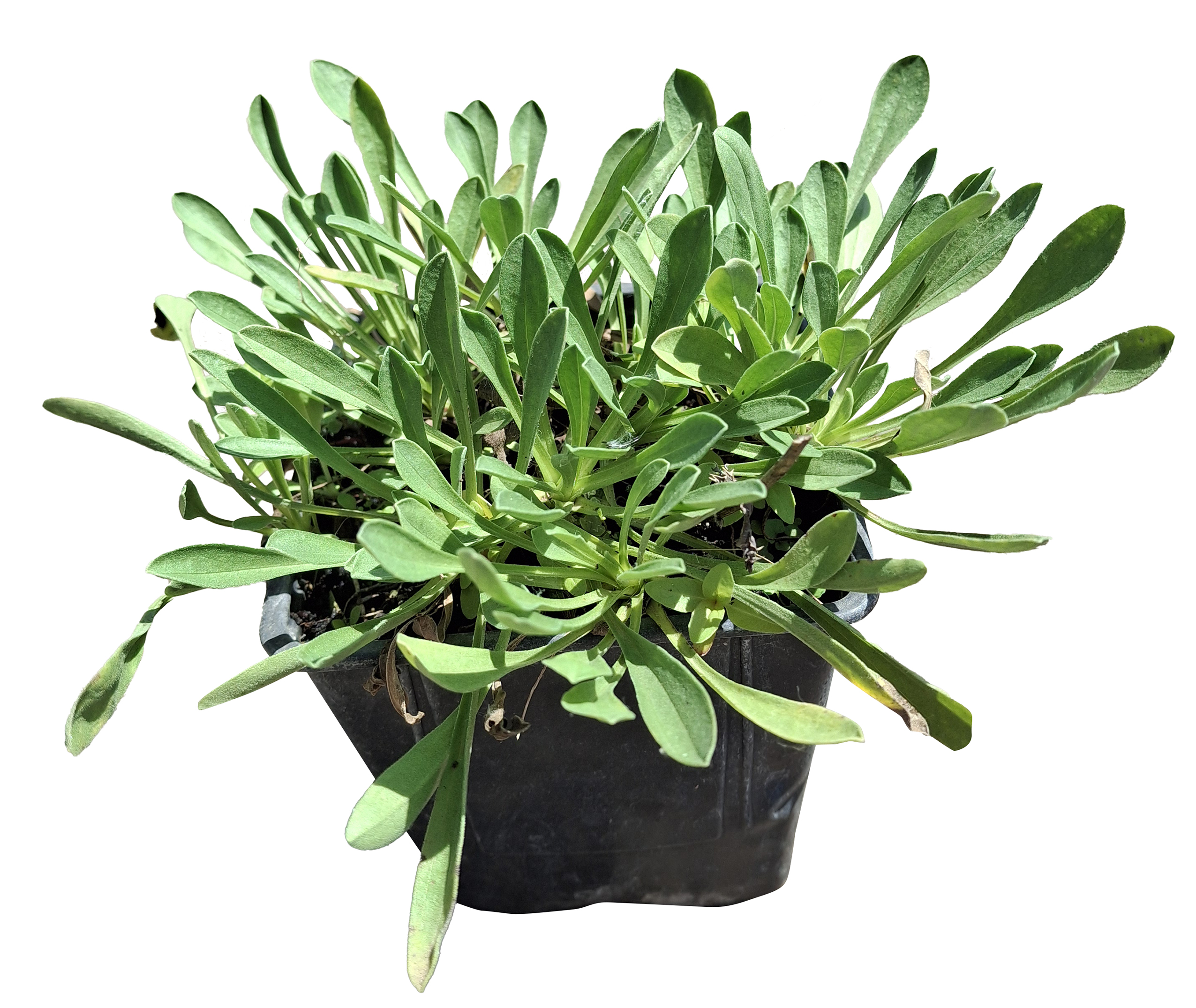 Aster alpinus 'Goliat' - Imagen 5