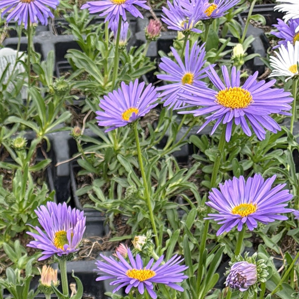 Aster alpinus 'Goliat'