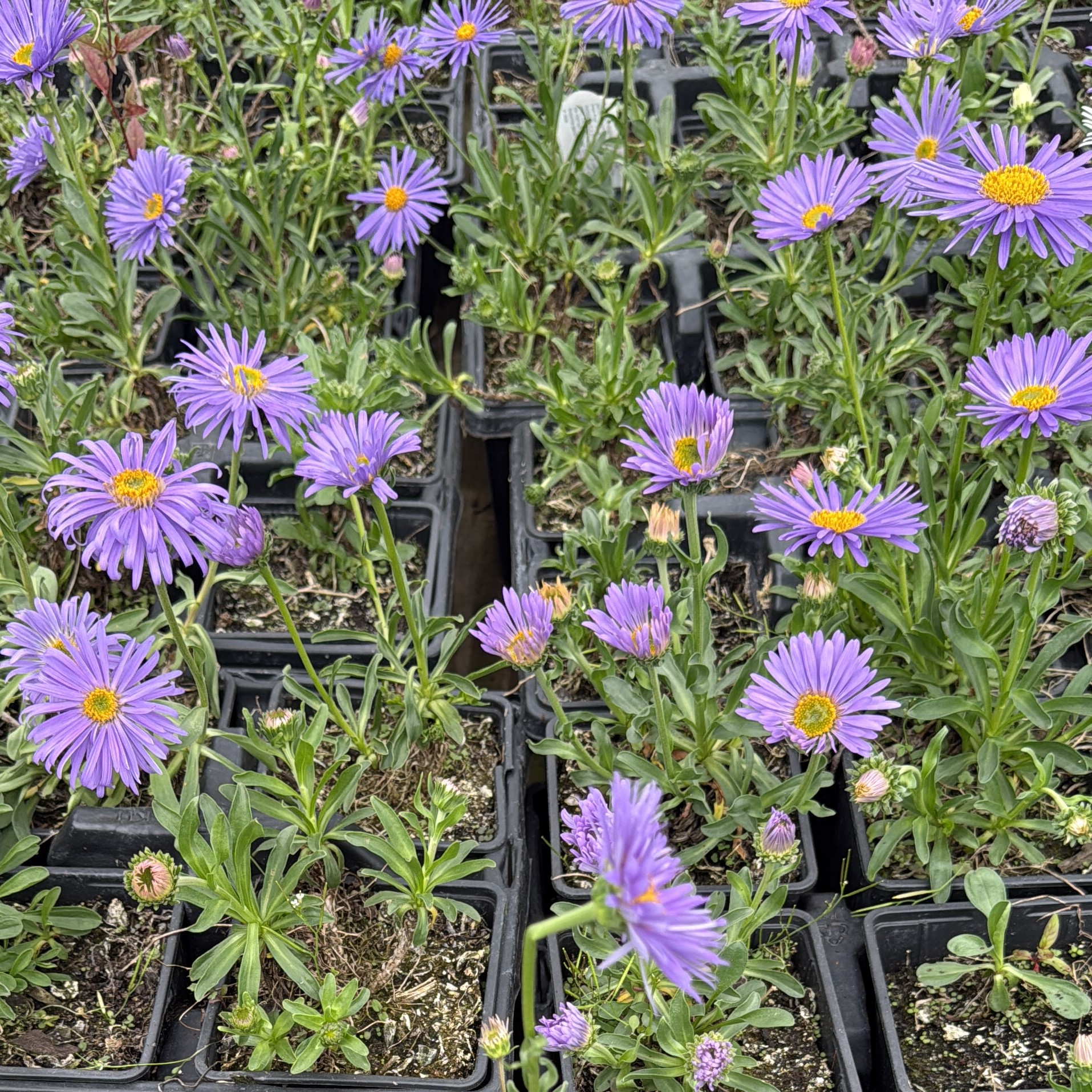 Aster alpinus 'Goliat' - Imagen 3